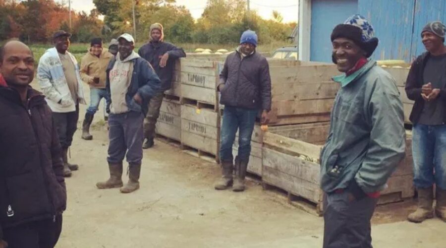Jamaican workers heading from N.S. farm to devastation after Melissa