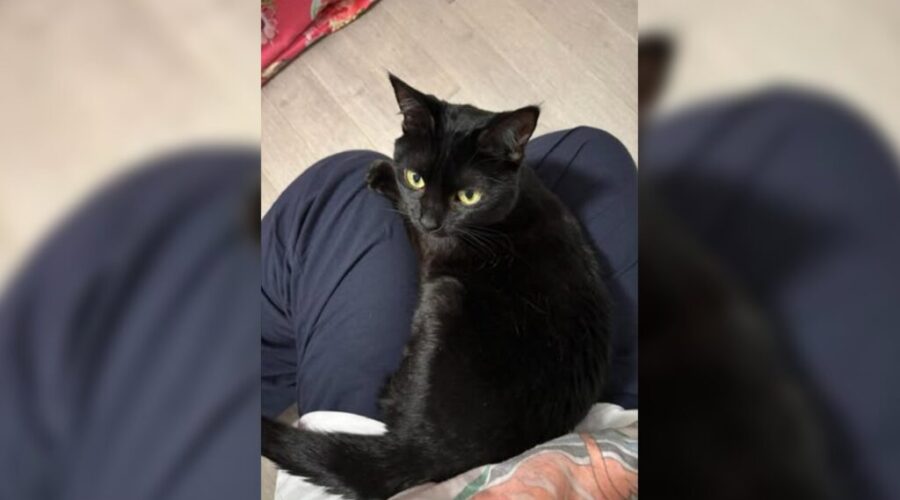 The cat came back: Lucky returns in Port Hastings