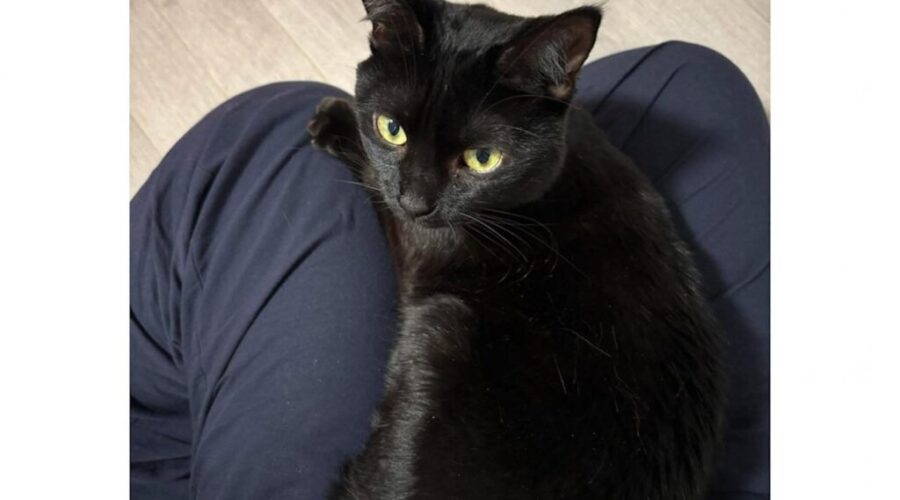 The cat came back! A story of local kindness