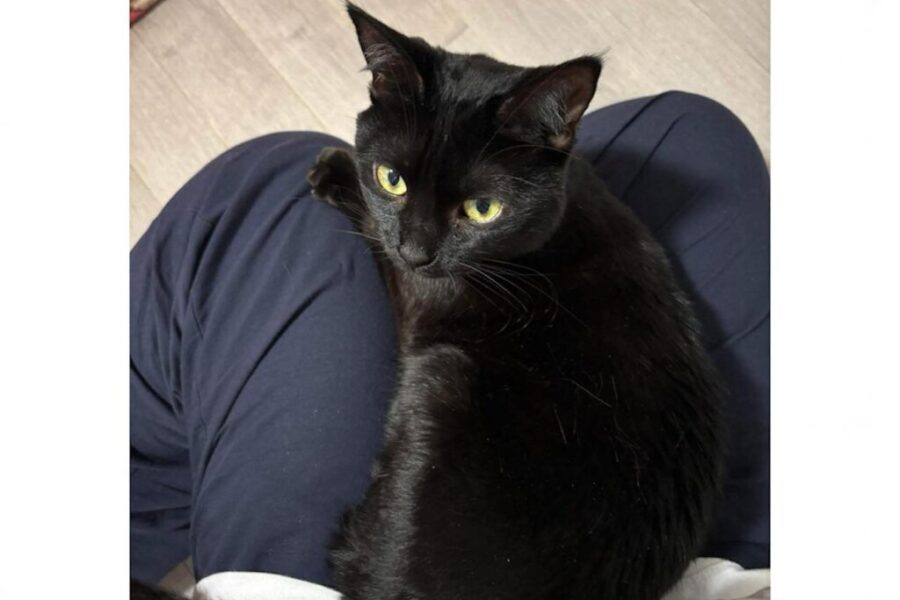 The cat came back! A story of local kindness