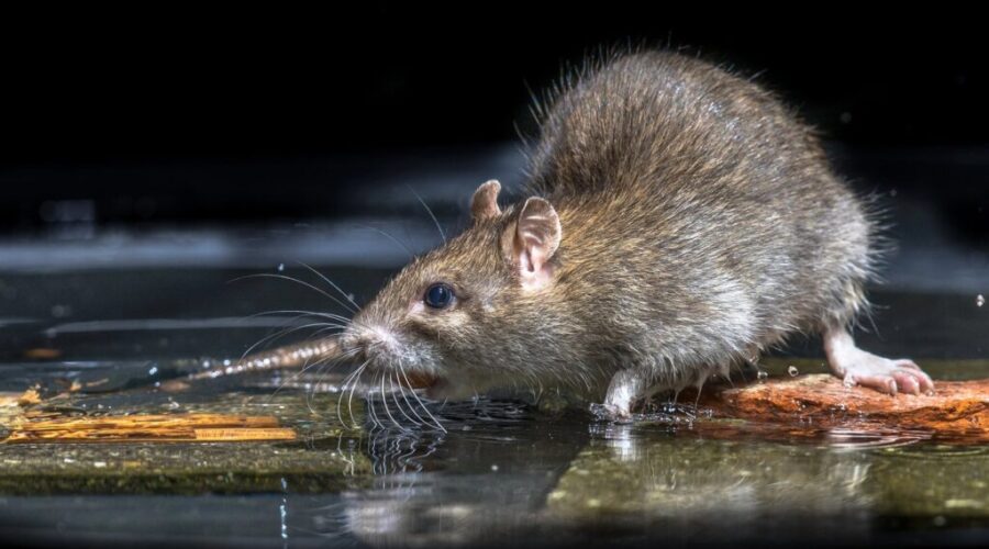 Moncton tops Orkin’s list of rattiest cities in eastern Canada