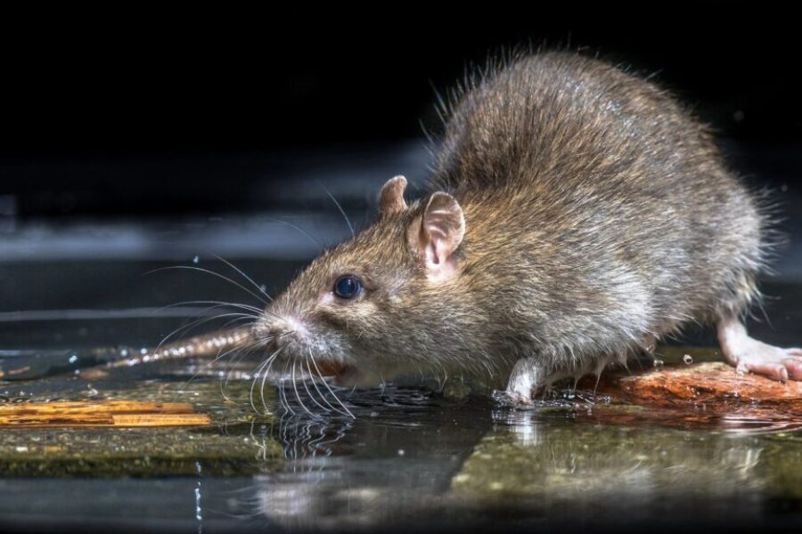 Moncton tops Orkin’s list of rattiest cities in eastern Canada