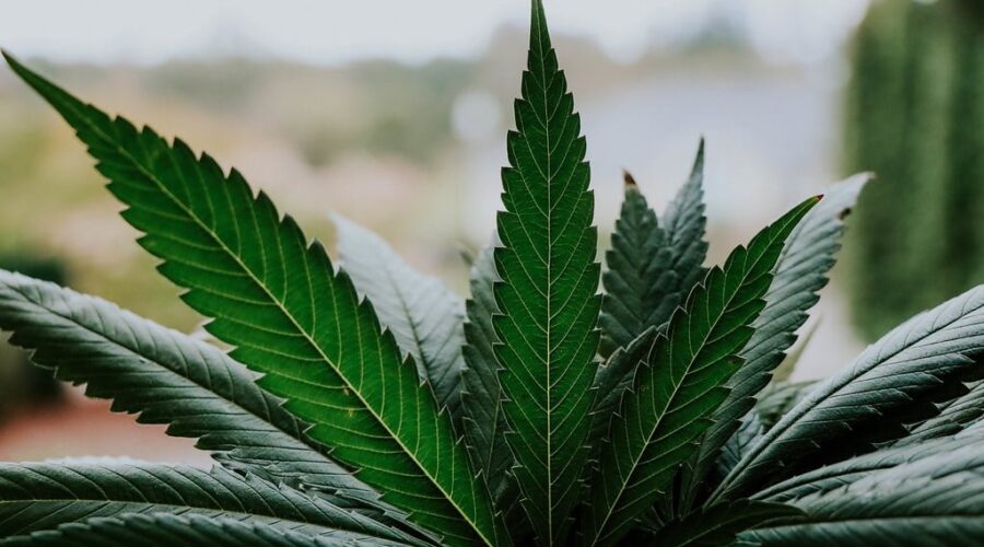 Another First Nation speaks out over cannabis crackdown