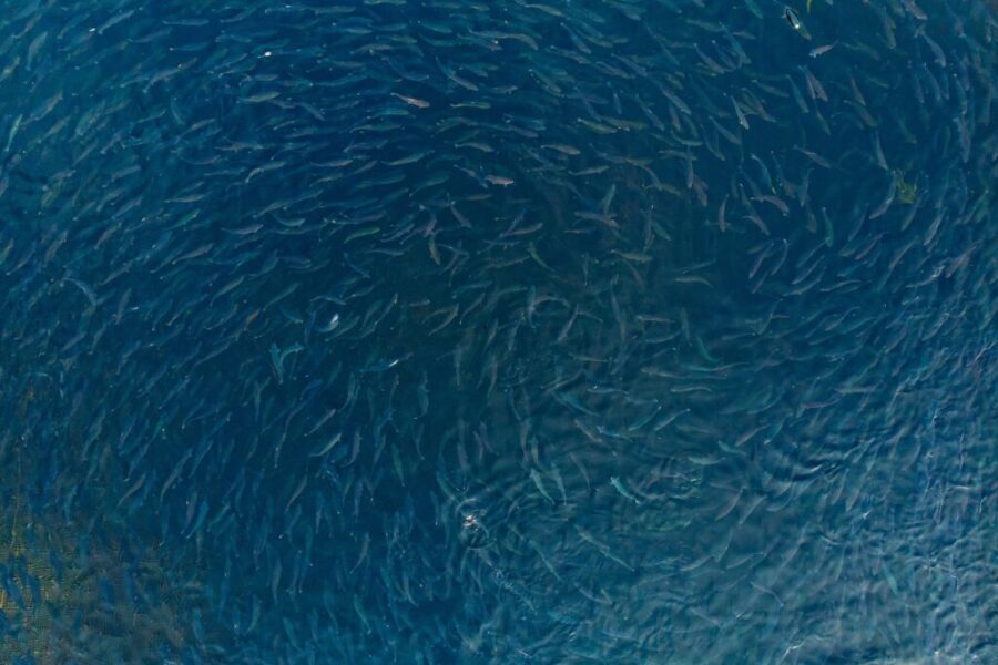 N.S. to cut red-tape on aquaculture projects to speed up approvals