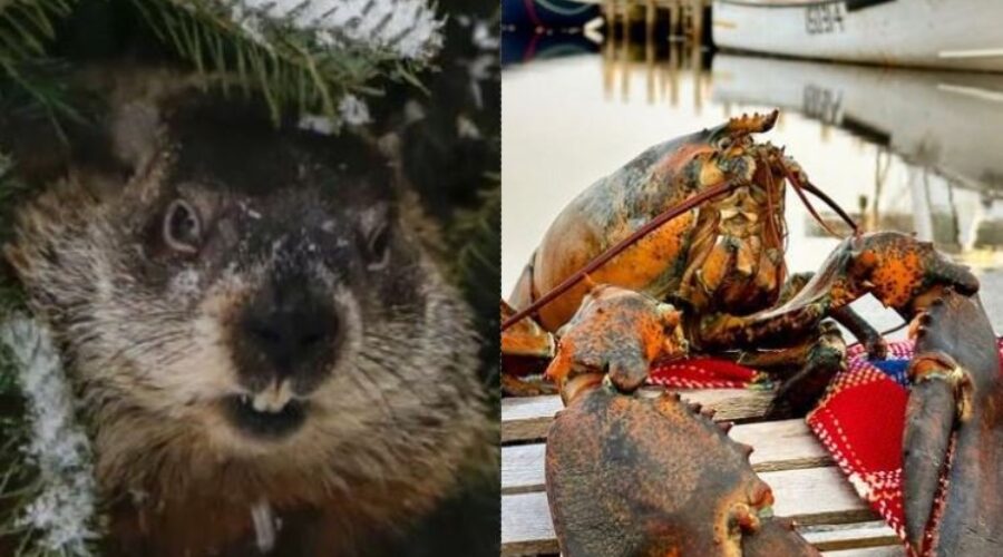 Storm may force Groundhog Day changes for Sam and Lucy