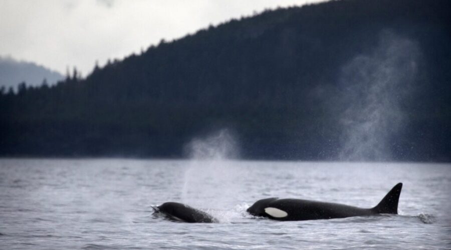 Sea Shepard founder challenges plan to relocate orcas to Nova Scotia