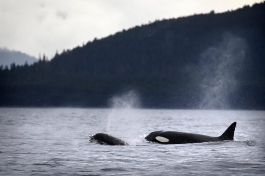 Sea Shepard founder challenges plan to relocate orcas to Nova Scotia