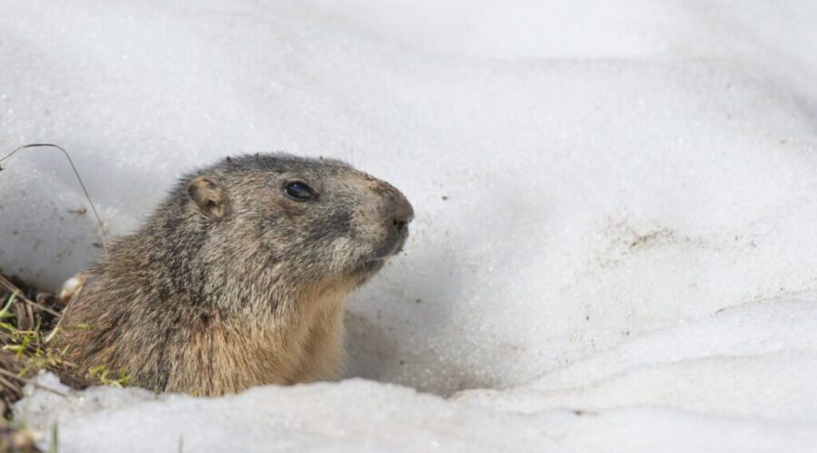 Groundhogs and a lobster make their predictions