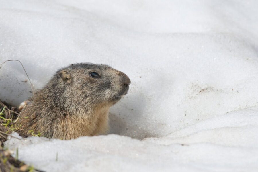 Groundhogs and a lobster make their predictions