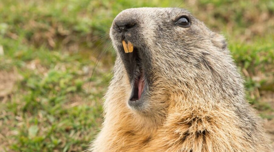 It’s Groundhog Day….but why??