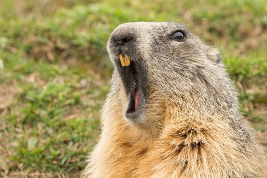 It’s Groundhog Day….but why??