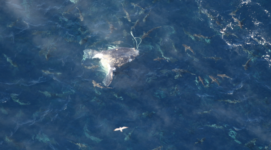 Entangled whale named “Division” found dead off North Carolina