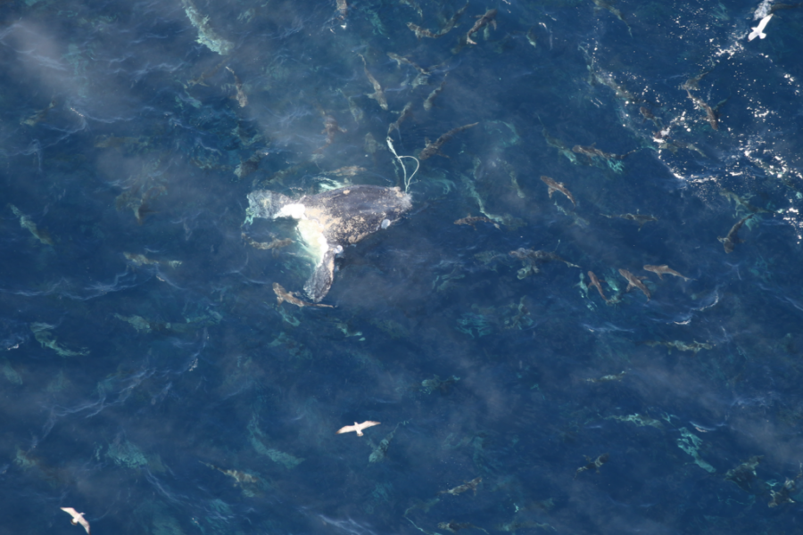 Entangled whale named “Division” found dead off North Carolina