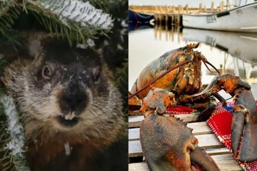 Weather forces major changes to Nova Scotia’s Groundhog Day traditions