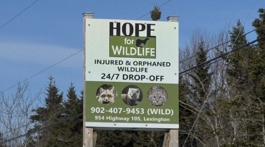 Hope for Wildlife in Cape Breton seeks volunteers and drivers
