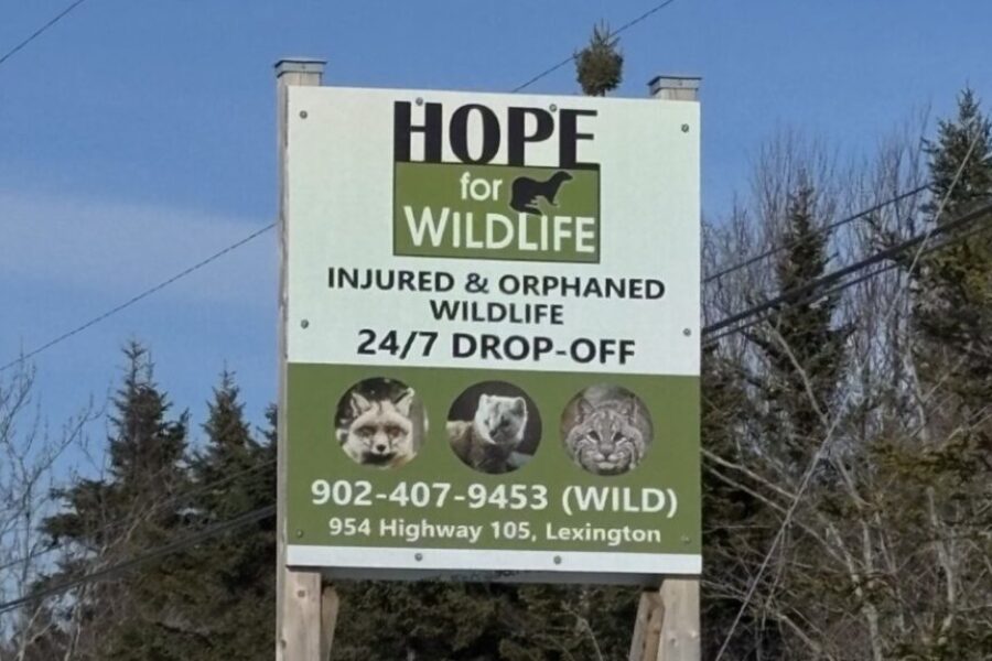 Hope for Wildlife in Cape Breton seeks volunteers and drivers