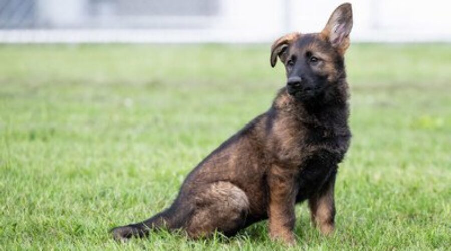 Help name the RCMP puppies