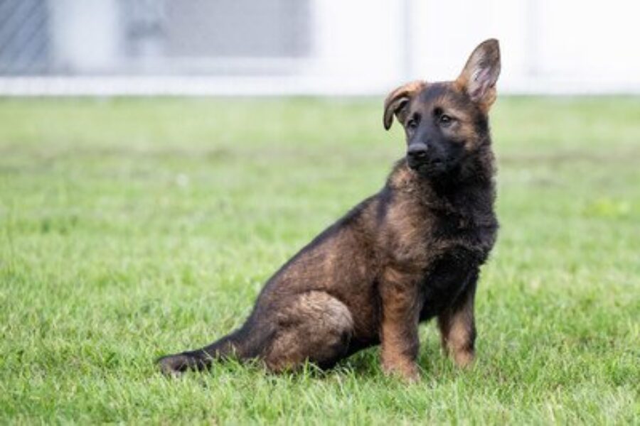 Help name the RCMP puppies