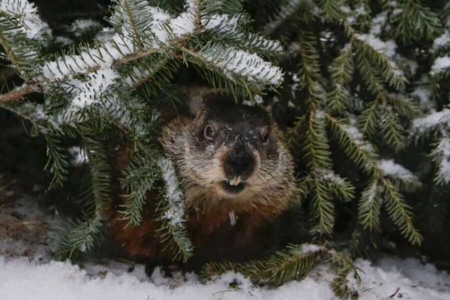 Head of wildlife association defends cancelling Groundhog Day events