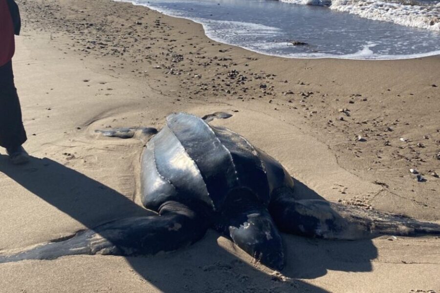 Help needed for sea turtles blocked by the Canso Causeway
