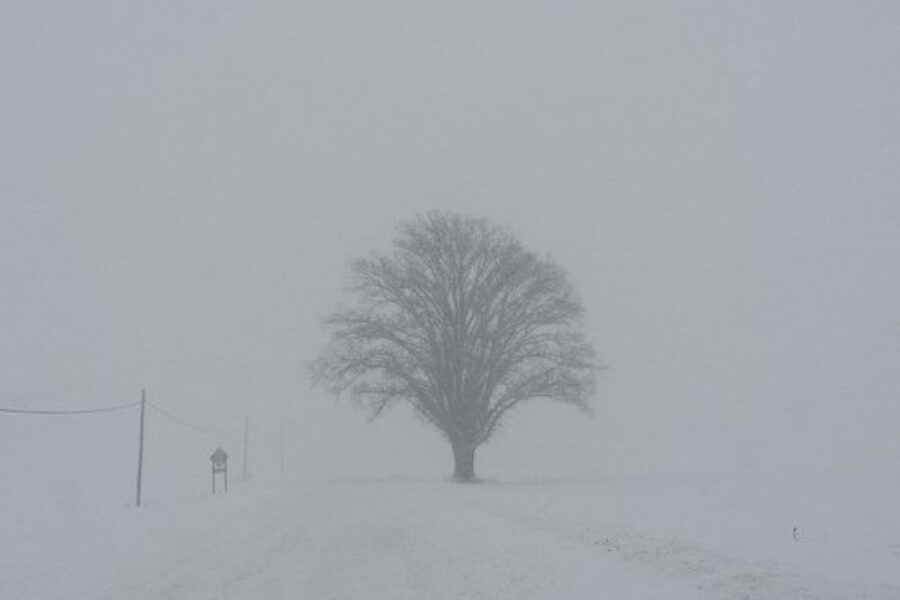 Delayed Openings in the Quad Counties: Do They Really Work?