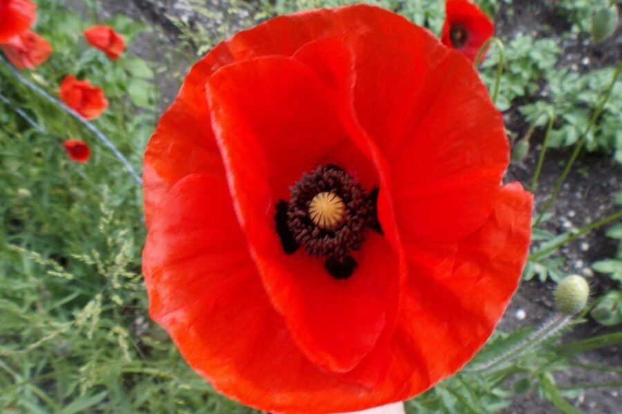 Here’s Where Your Money Goes When You Buy A Poppy