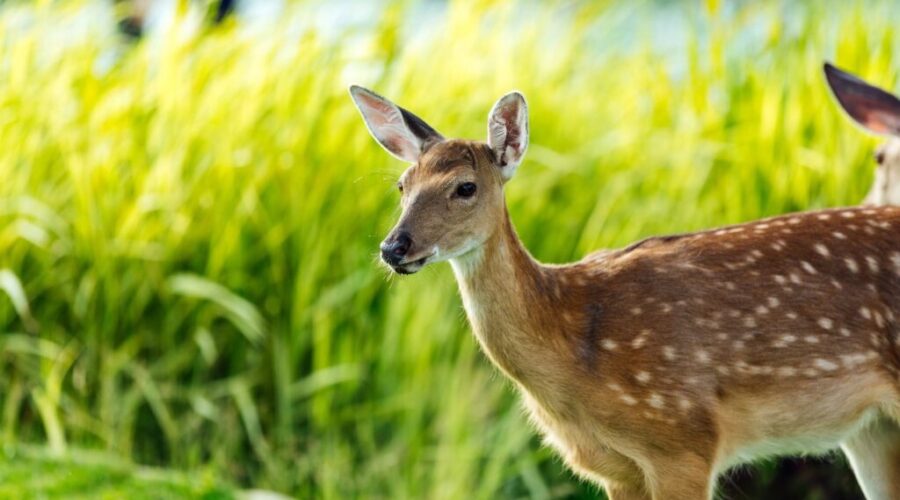 Bambi Was a Bluenoser: How a Nova Scotia Deer Inspired a Disney Classic