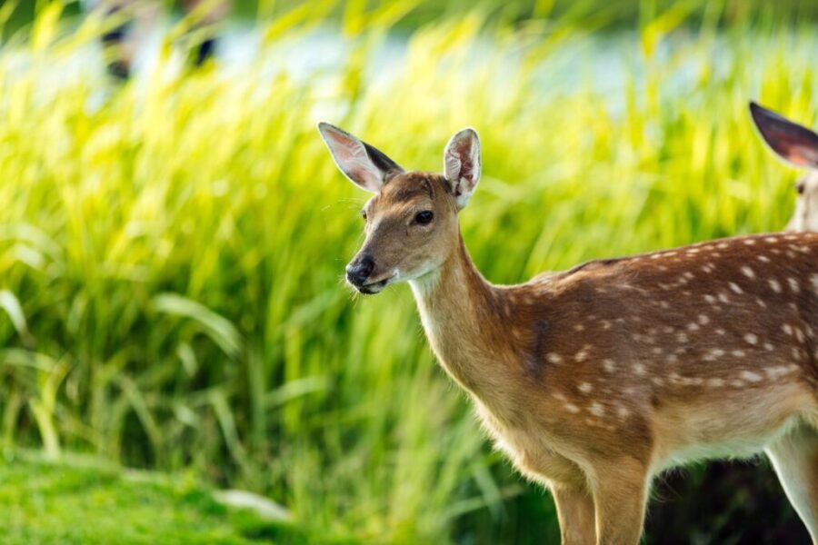 Bambi Was a Bluenoser: How a Nova Scotia Deer Inspired a Disney Classic