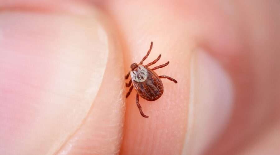 How Cold Does It Have to Be to Kill Ticks?