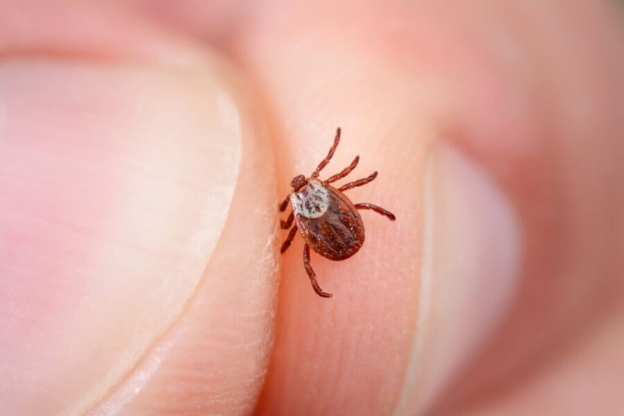 How Cold Does It Have to Be to Kill Ticks?