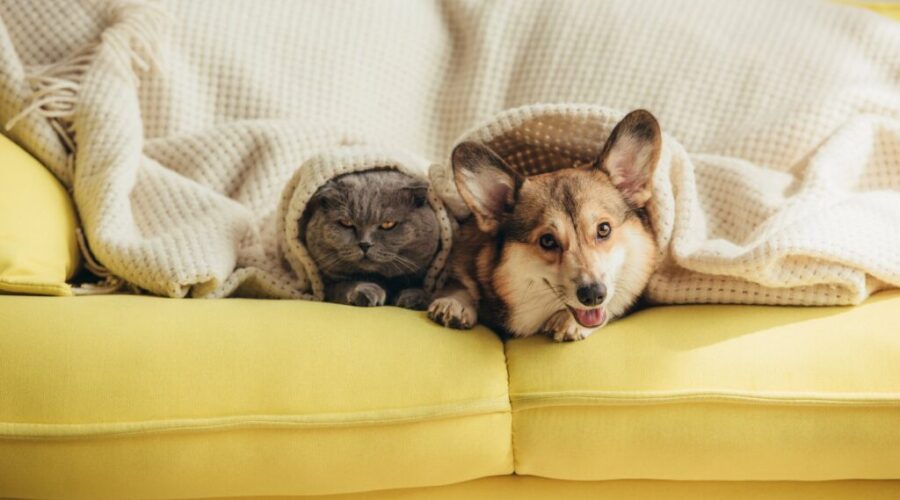 Pet Insurance! Ever Think Of Getting It? Here’s How Much It Could Cost!