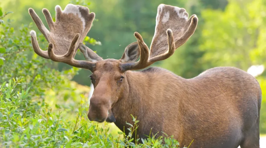 Wind farm would interfere with moose habitat and population