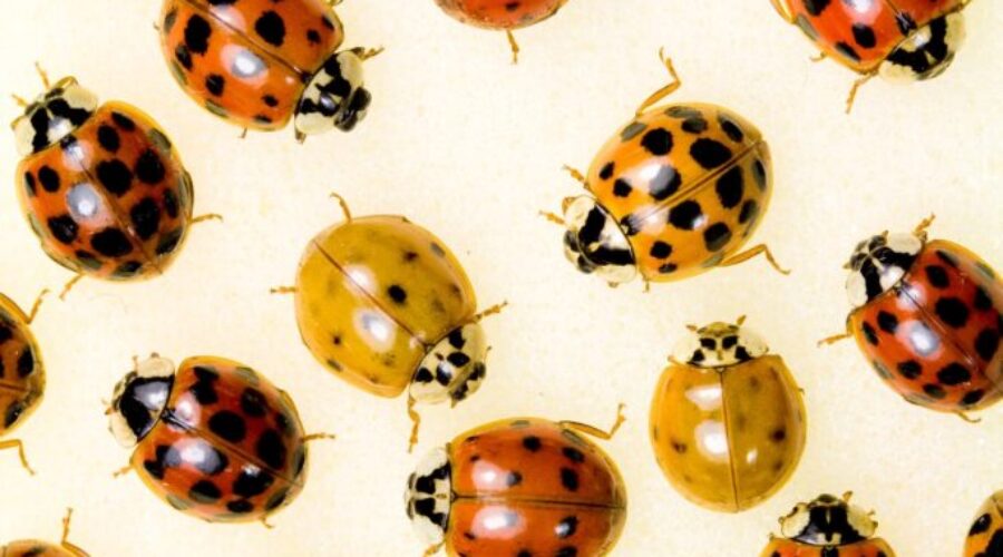 The Non Ladybugs Are Back! Here’s How To Get Rid Of Them