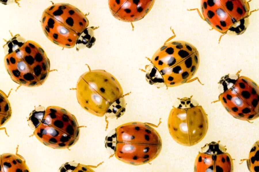 The Non Ladybugs Are Back! Here’s How To Get Rid Of Them