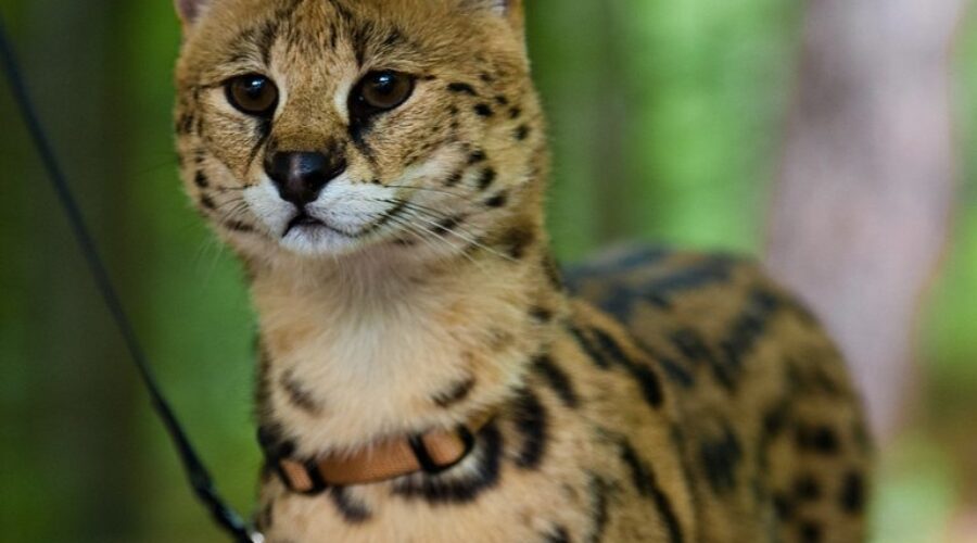 Is That A Cat!? Check Out This Exotic Cat Captured Roaming The Streets Of Halifax!