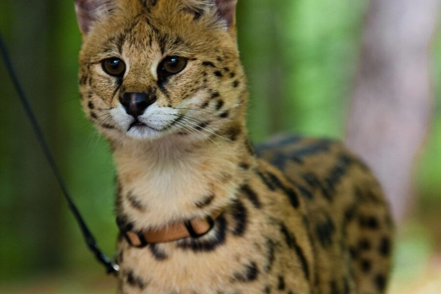 Is That A Cat!? Check Out This Exotic Cat Captured Roaming The Streets Of Halifax!