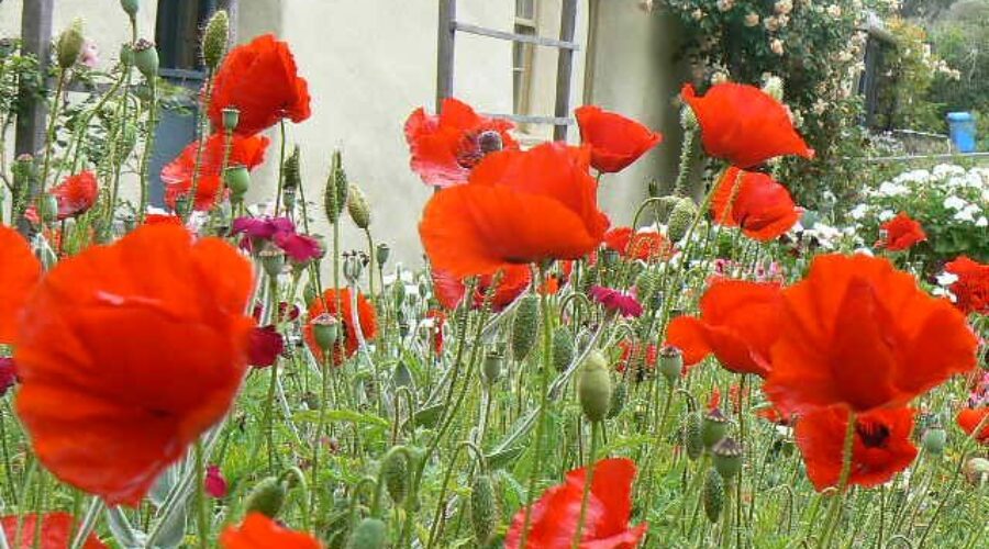 Did You Know You Can Buy A Digital Poppy?