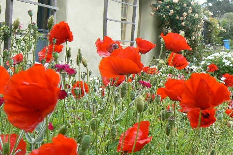 Did You Know You Can Buy A Digital Poppy?