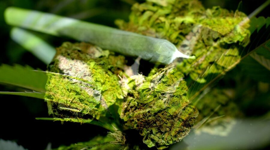 Five shops hit in latest N.S. cannabis crackdown