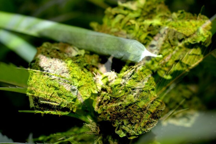 Five shops hit in latest N.S. cannabis crackdown