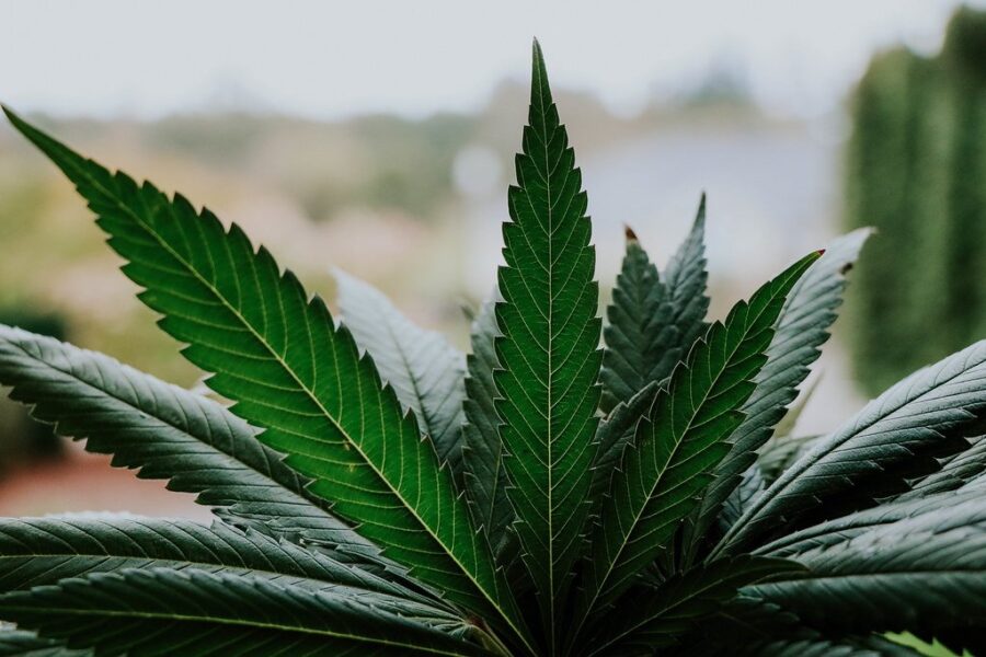 First Nation threatens legal action against N.S. after cannabis store raids