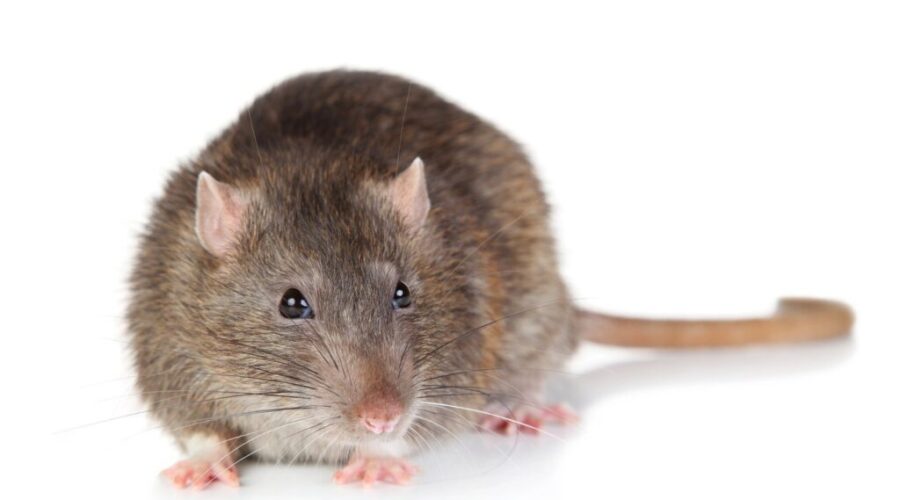 Here’s The “Rattiest” Towns In The Maritimes!