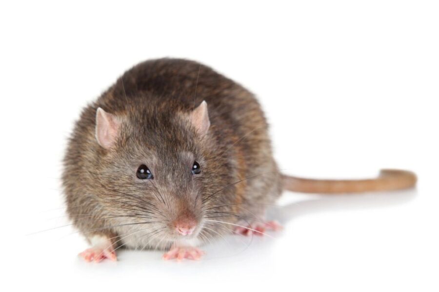 Here’s The “Rattiest” Towns In The Maritimes!