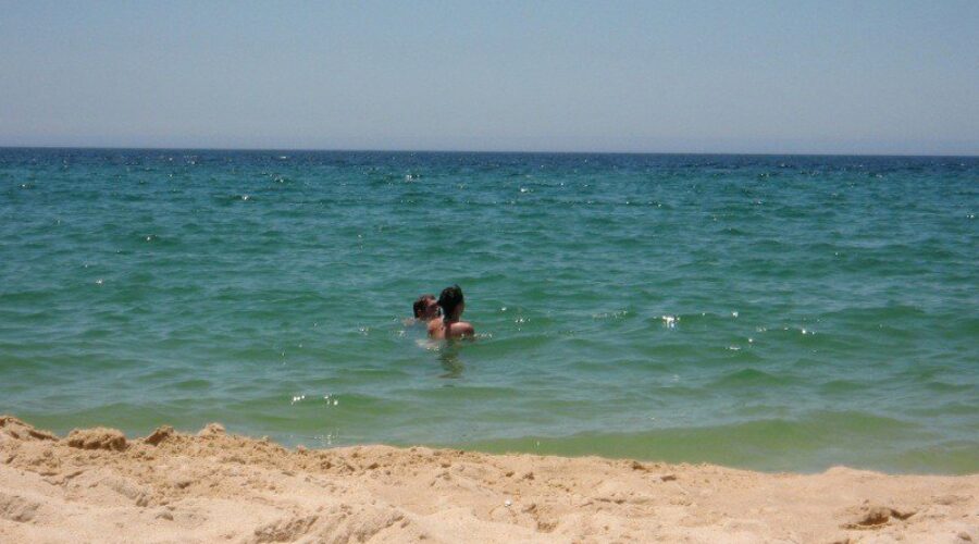 You’ll Never Guess What Animal I Saw Someone Bring To The Beach…