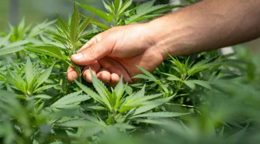 RCMP raid more cannabis shops as crackdown ramps up