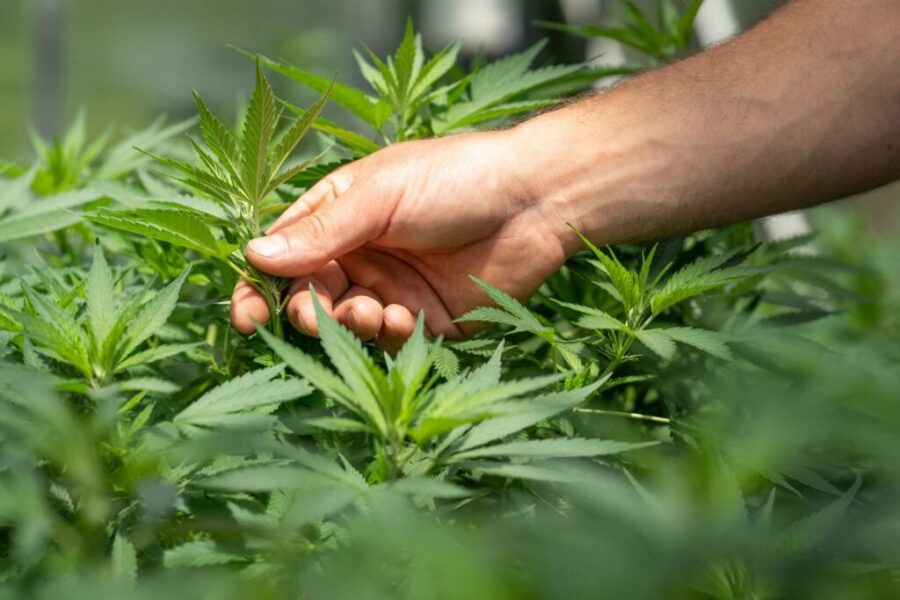 RCMP raid more cannabis shops as crackdown ramps up