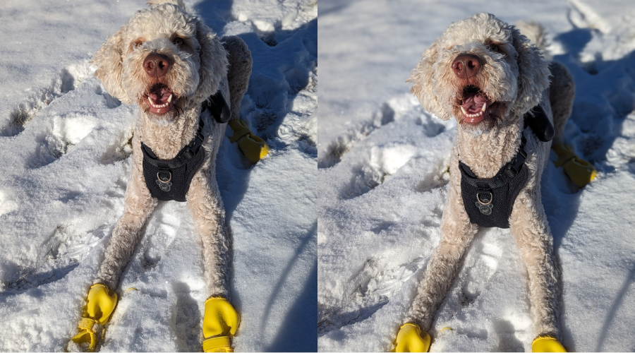 Boots made for walkin’: My winter paw protection journey