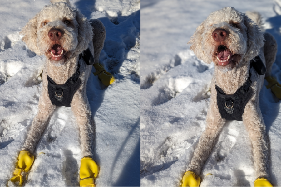 Boots made for walkin’: My winter paw protection journey