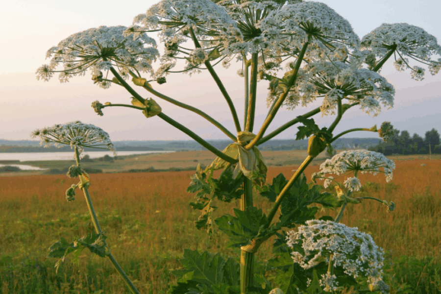 These Are The Most Dangerous Plants In Nova Scotia