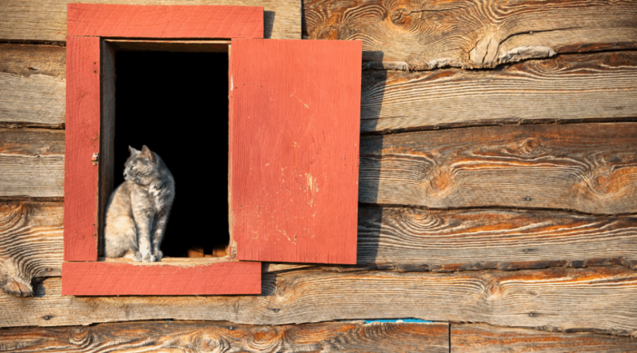 Have You Ever Wanted A Barn Or Shed Cat? Here’s How To Get One!